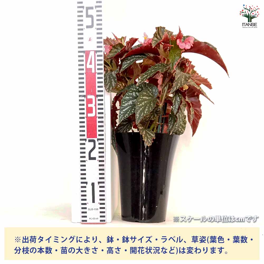 木立ベゴニア オルファ C.フォックス 【観葉植物 6号／1個売り】