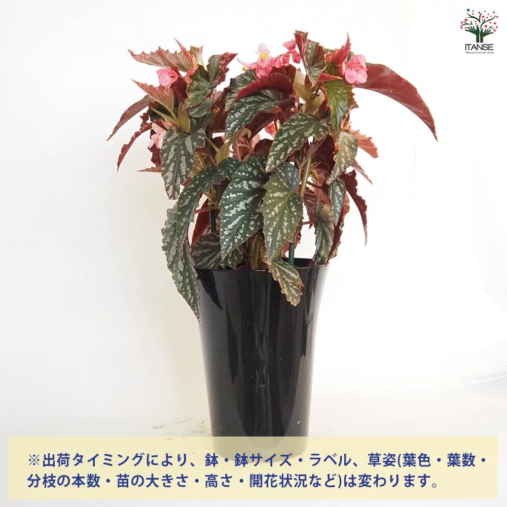 木立ベゴニア オルファ C.フォックス 【観葉植物 6号／1個売り】
