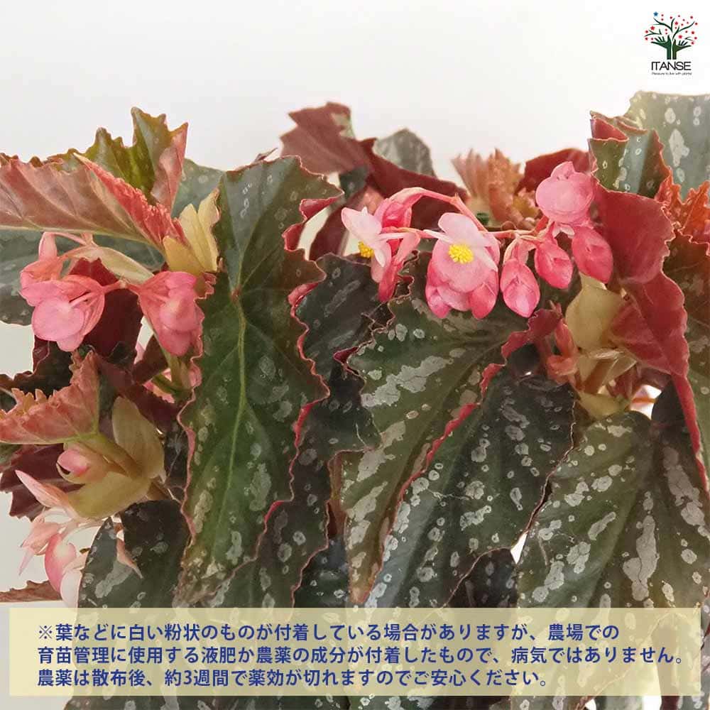 木立ベゴニア オルファ C.フォックス 【観葉植物 6号／1個売り】