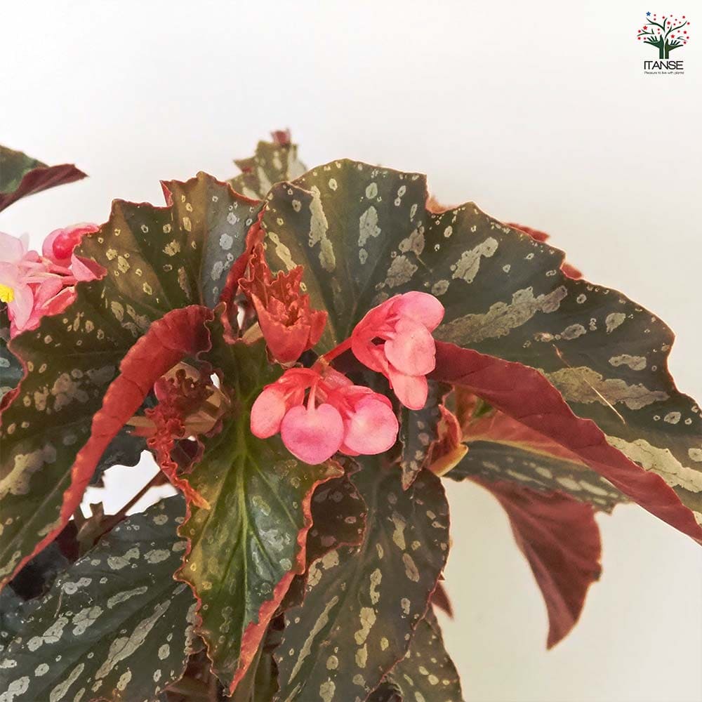 木立ベゴニア オルファ C.フォックス 【観葉植物 6号／1個売り】
