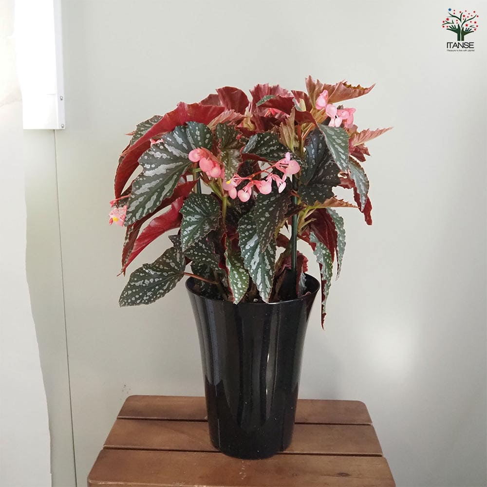 木立ベゴニア オルファ C.フォックス 【観葉植物 6号／1個売り】