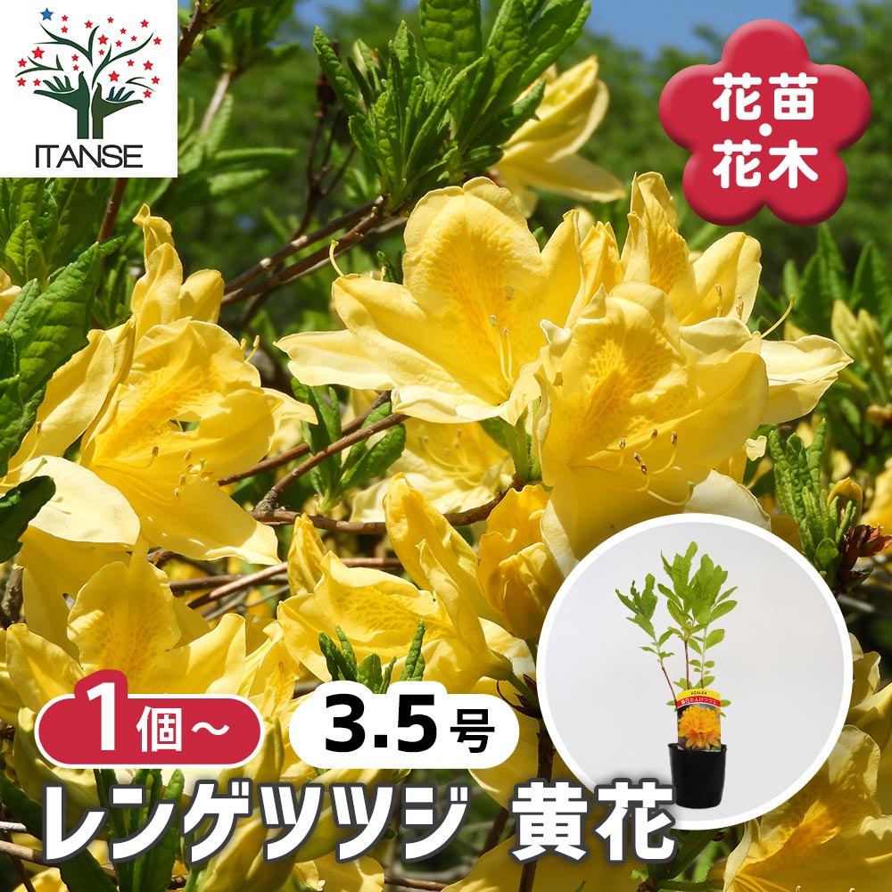 レンゲツツジ 黄花 【花木苗 3.5号】｜ 【植物のITANSE】全品
