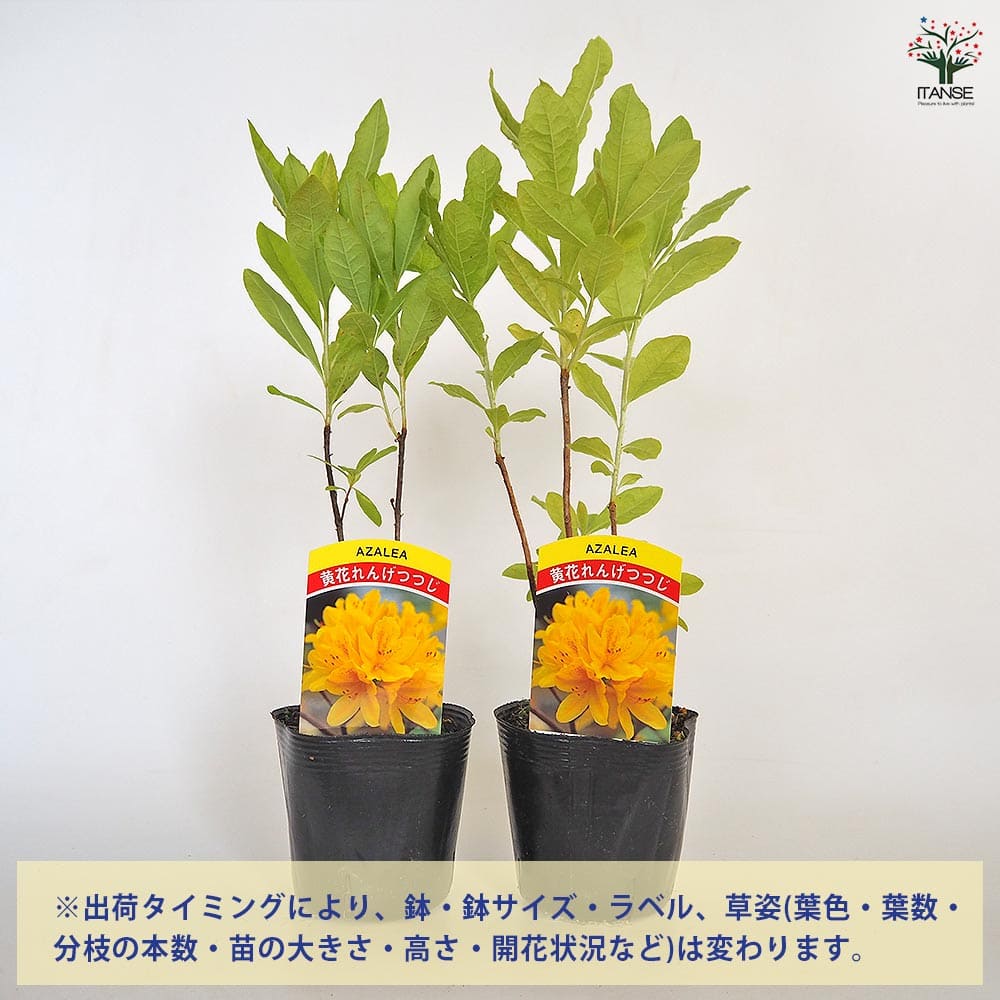 レンゲツツジ 黄花 【花木苗 3.5号】｜ 【植物のITANSE】全品