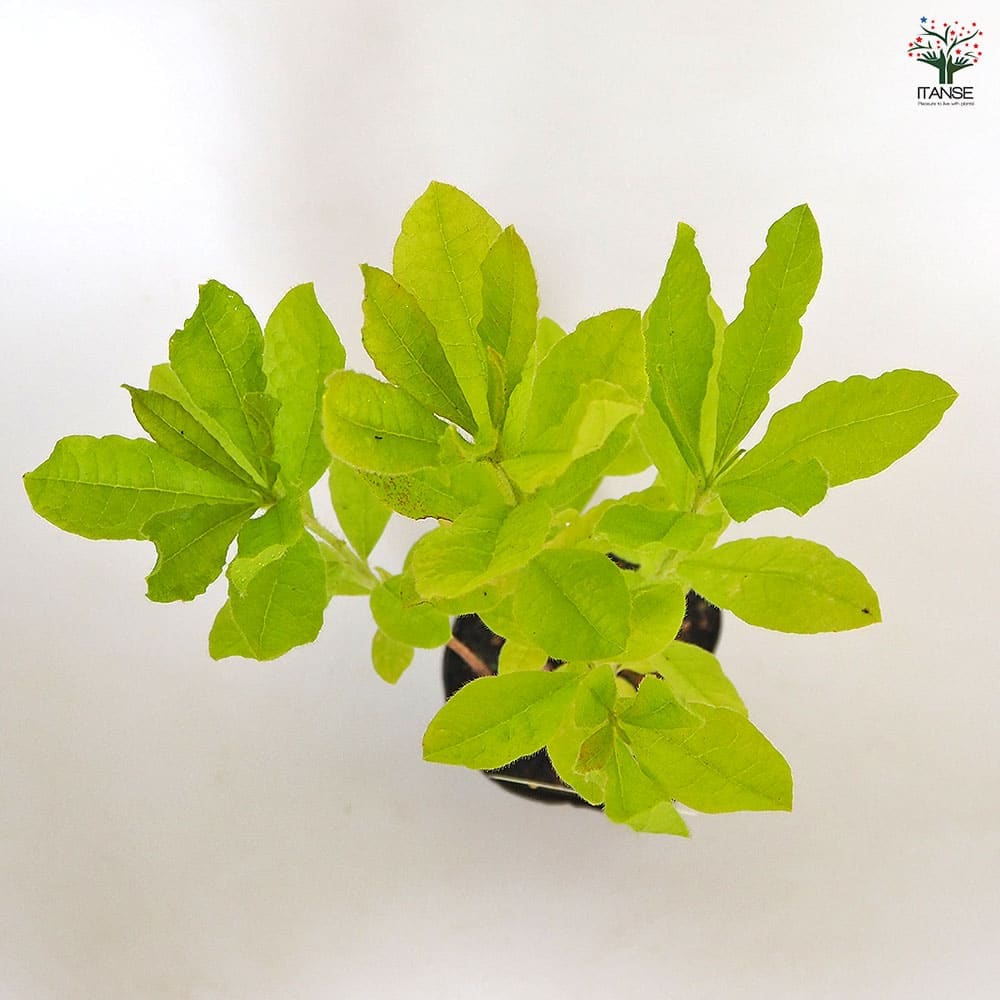 レンゲツツジ 黄花 【花木苗 3.5号】｜ 【植物のITANSE】全品