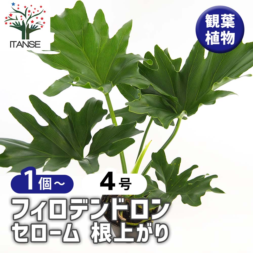 フィロデンドロン セローム 根上がり 【観葉植物 4号／1個売り
