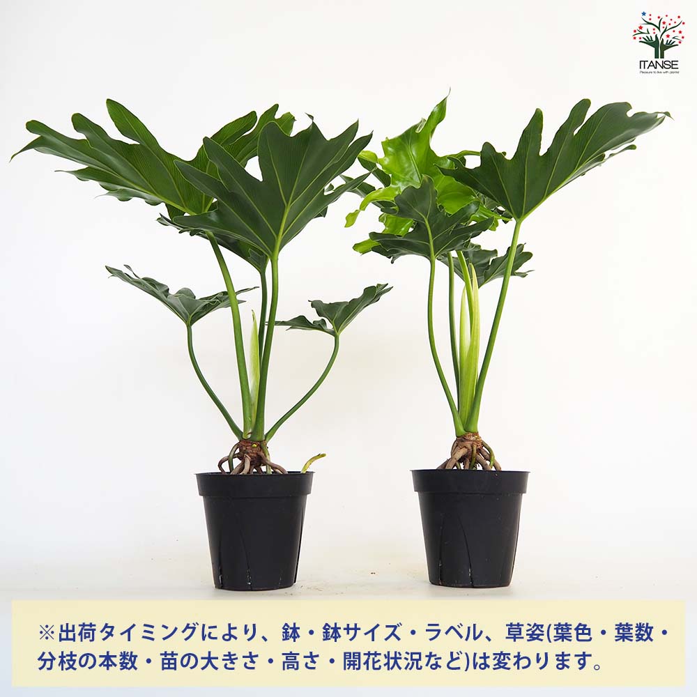 フィロデンドロン セローム 根上がり 【観葉植物 4号／1個売り