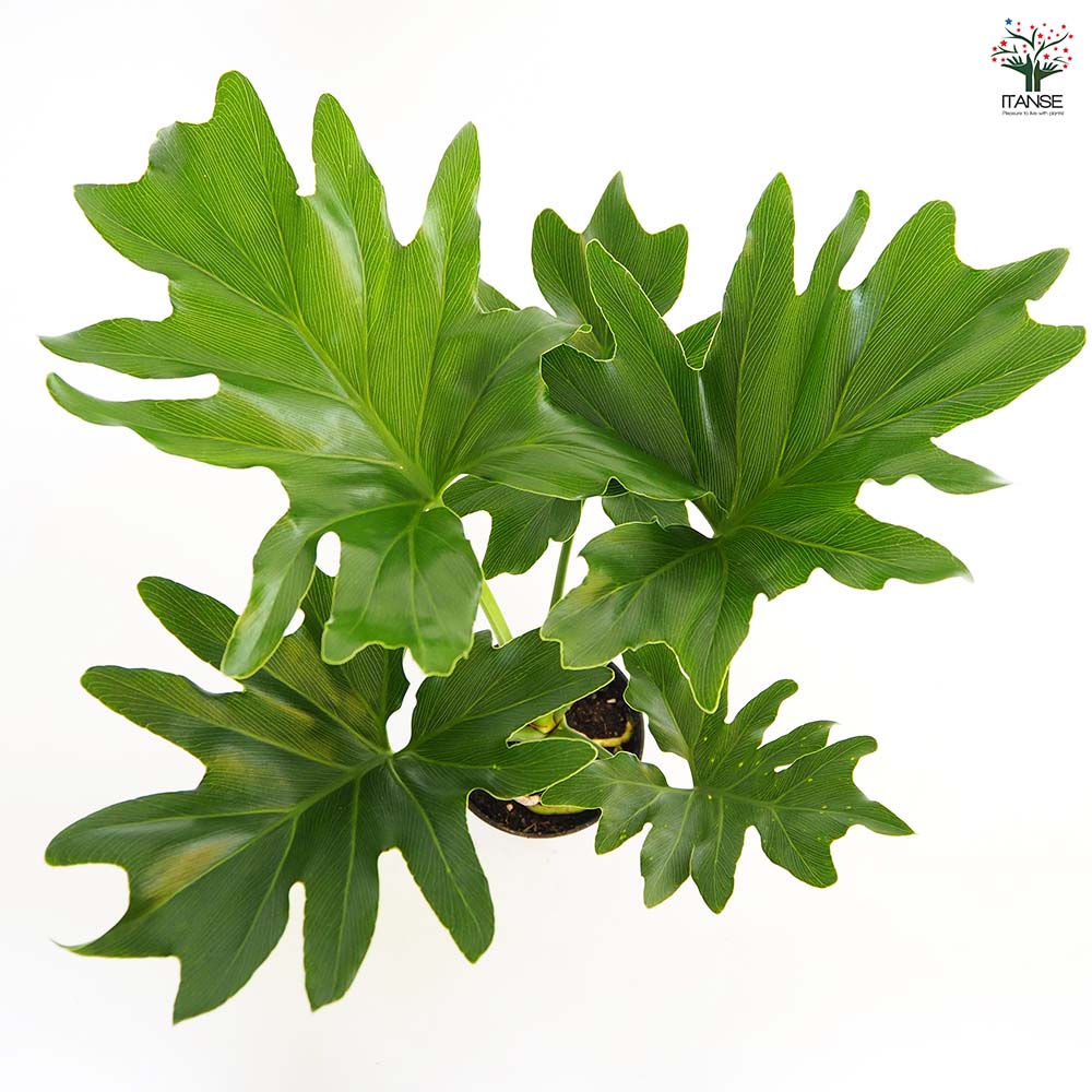 フィロデンドロン セローム 根上がり 【観葉植物 4号／1個売り