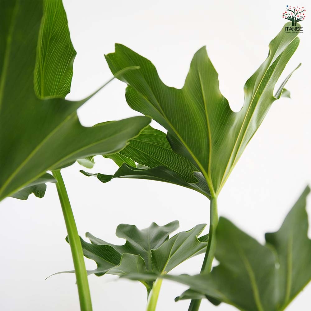 フィロデンドロン セローム 根上がり 【観葉植物 4号／1個売り