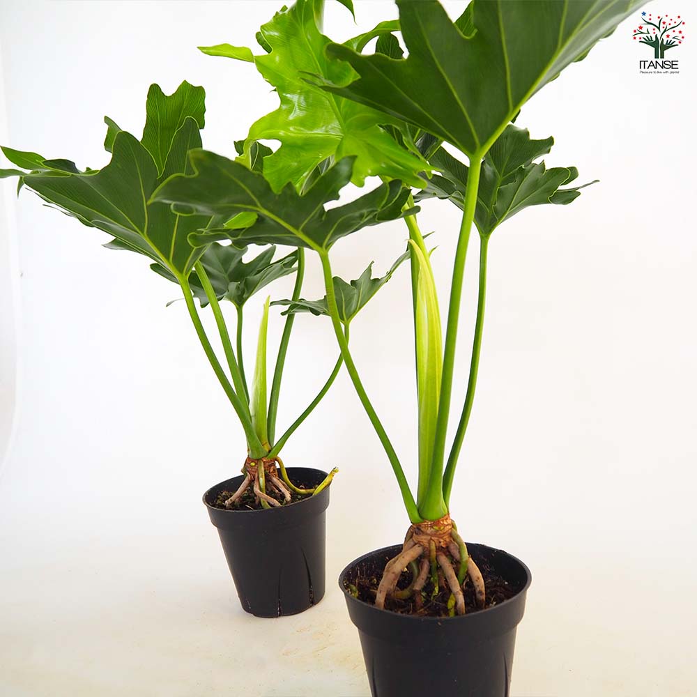 フィロデンドロン セローム 根上がり 【観葉植物 4号／1個売り】