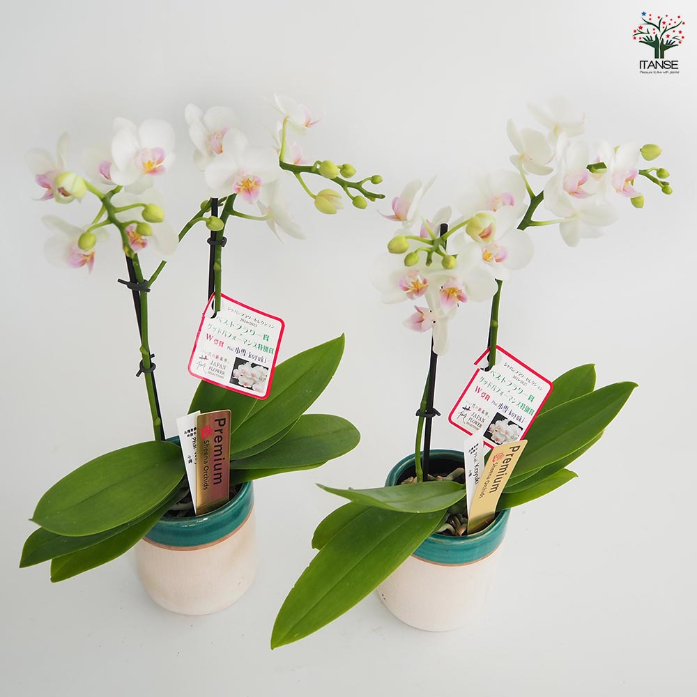 ファレノプシス　胡蝶蘭　ミディ胡蝶蘭　4種　こちょうらん　洋蘭 洋らん ファレノプシス 胡蝶蘭 ミディ胡蝶蘭 4種 こちょうらん 洋蘭 洋
