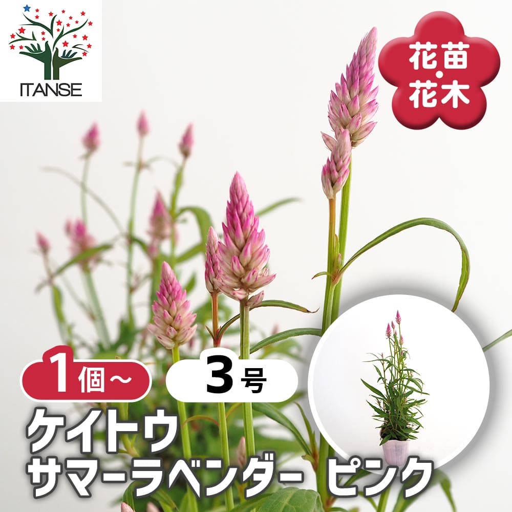 ケイトウ(セロシア) サマーラベンダーピンク 【花苗 3号】｜ 【植物の