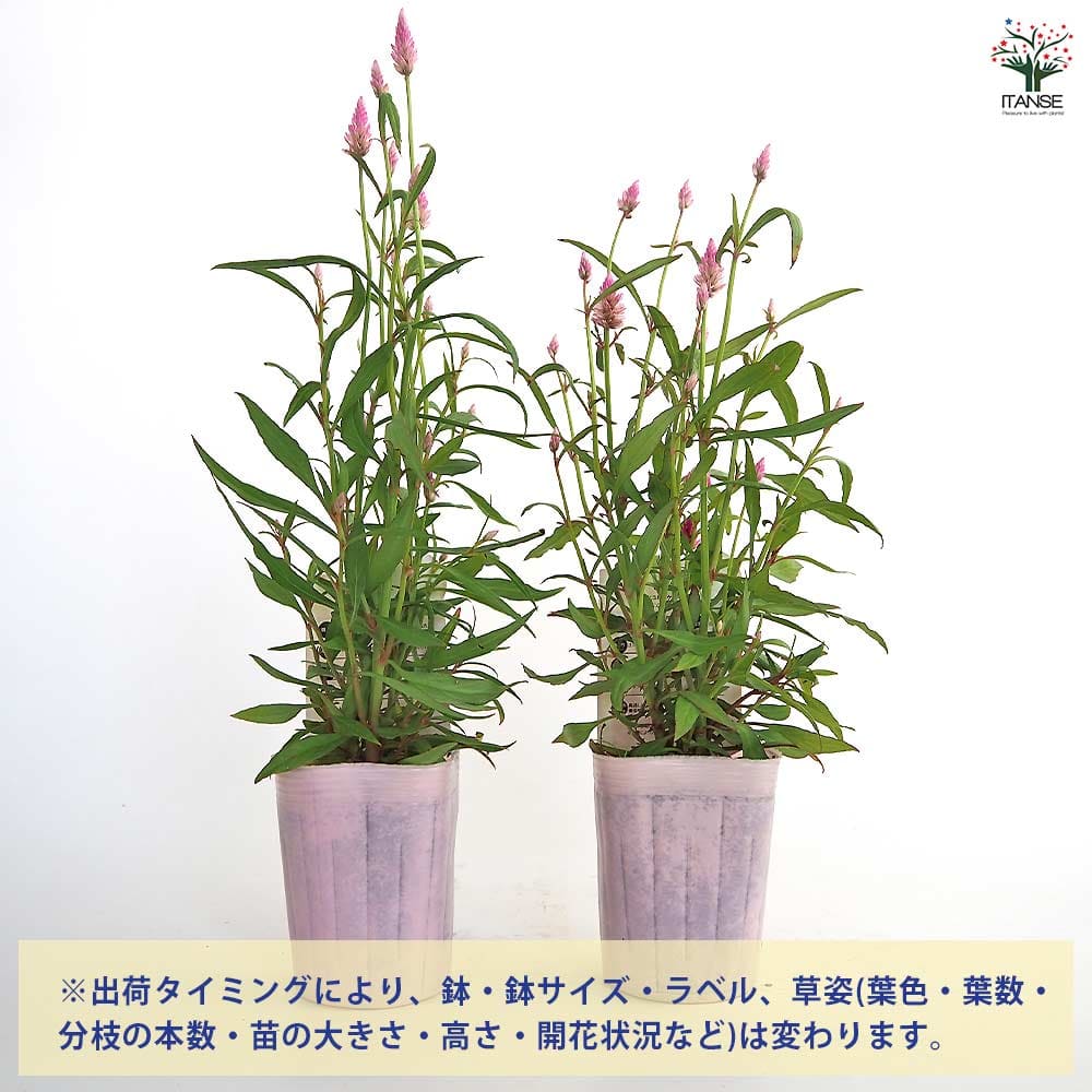 ケイトウ(セロシア) サマーラベンダーピンク 【花苗 3号】｜ 【植物の