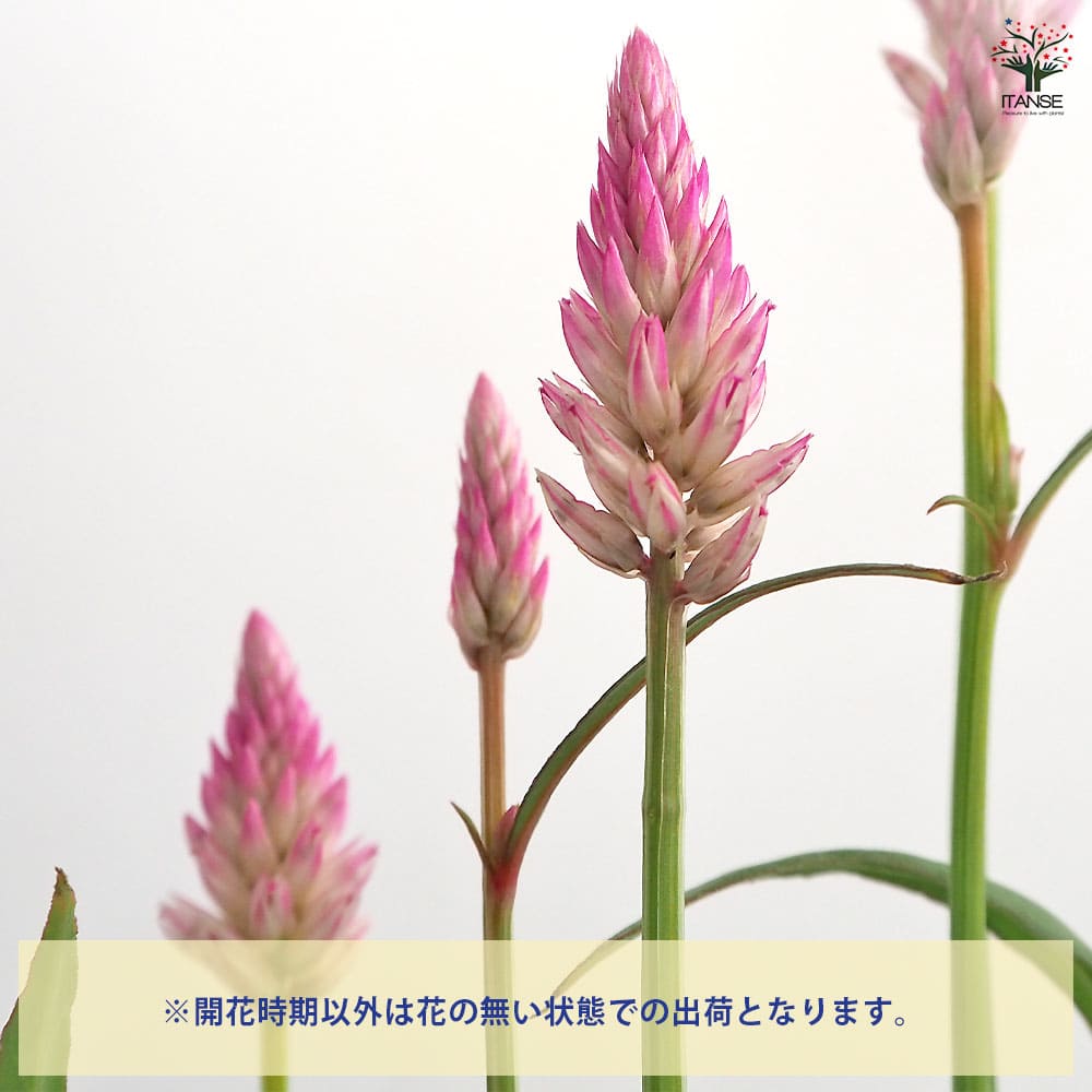 ケイトウ(セロシア) サマーラベンダーピンク 【花苗 3号】｜ 【植物の