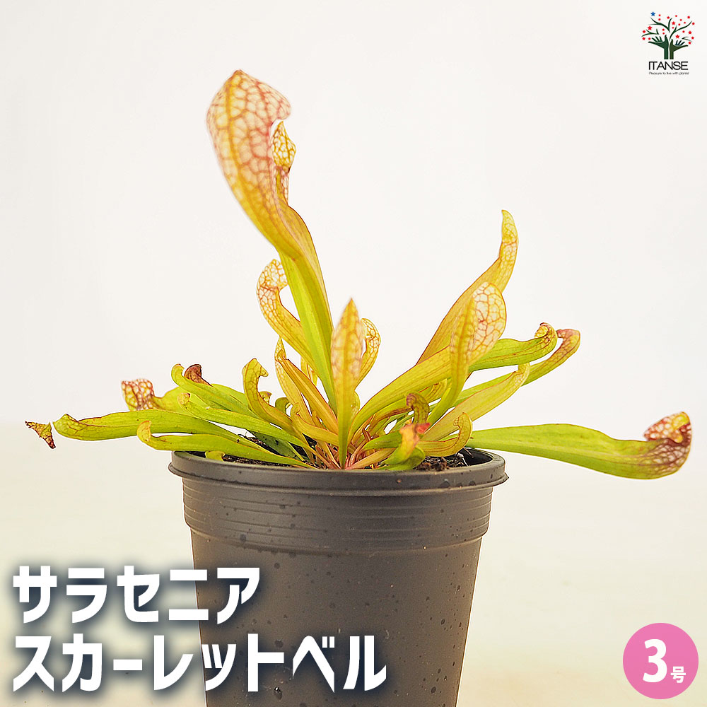 食虫植物 サラセニア スカーレットベル 【観葉植物 3号/1個売り】