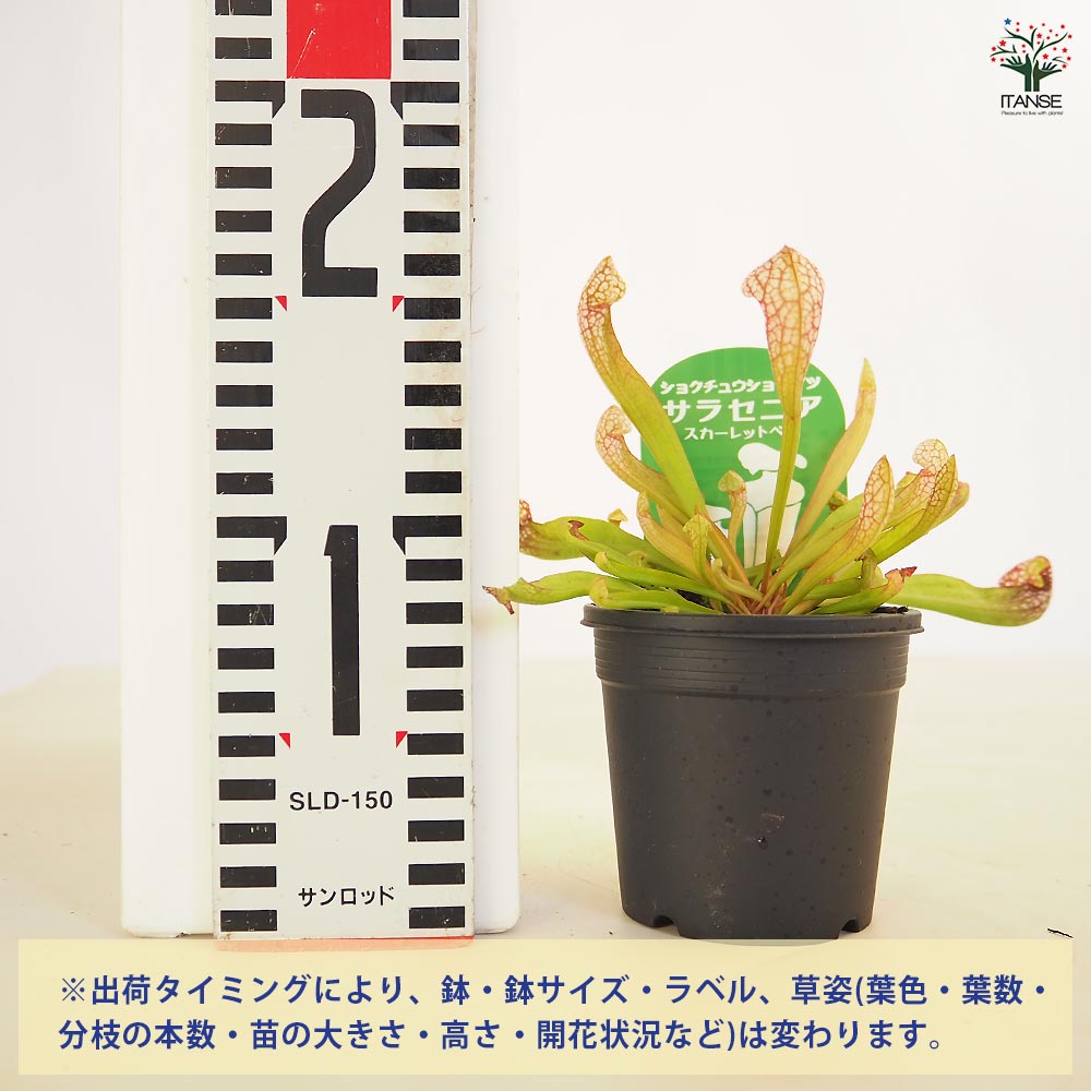 食虫植物 サラセニア スカーレットベル 【観葉植物 3号/1個売り】