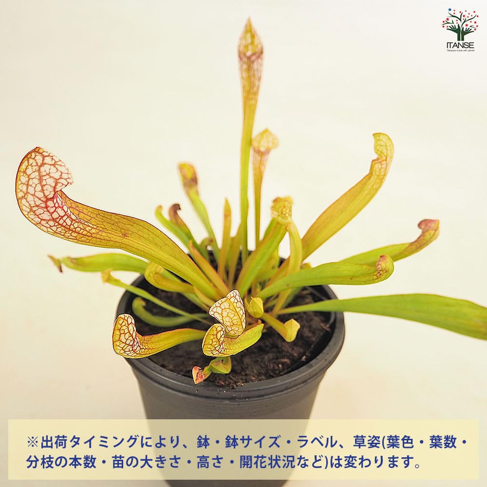 食虫植物 サラセニア スカーレットベル 【観葉植物 3号/1個売り】