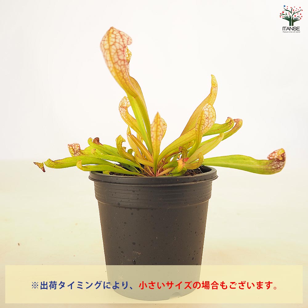 食虫植物 サラセニア スカーレットベル 【観葉植物 3号/1個売り】