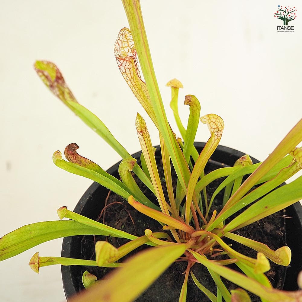 食虫植物 サラセニア スカーレットベル 【観葉植物 3号/1個売り】