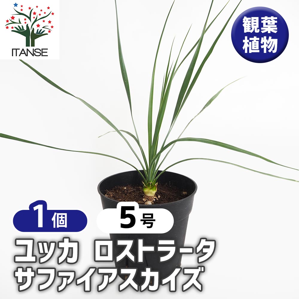 ユッカ ロストラータ サファイアスカイズ 【観葉植物 5号／1個
