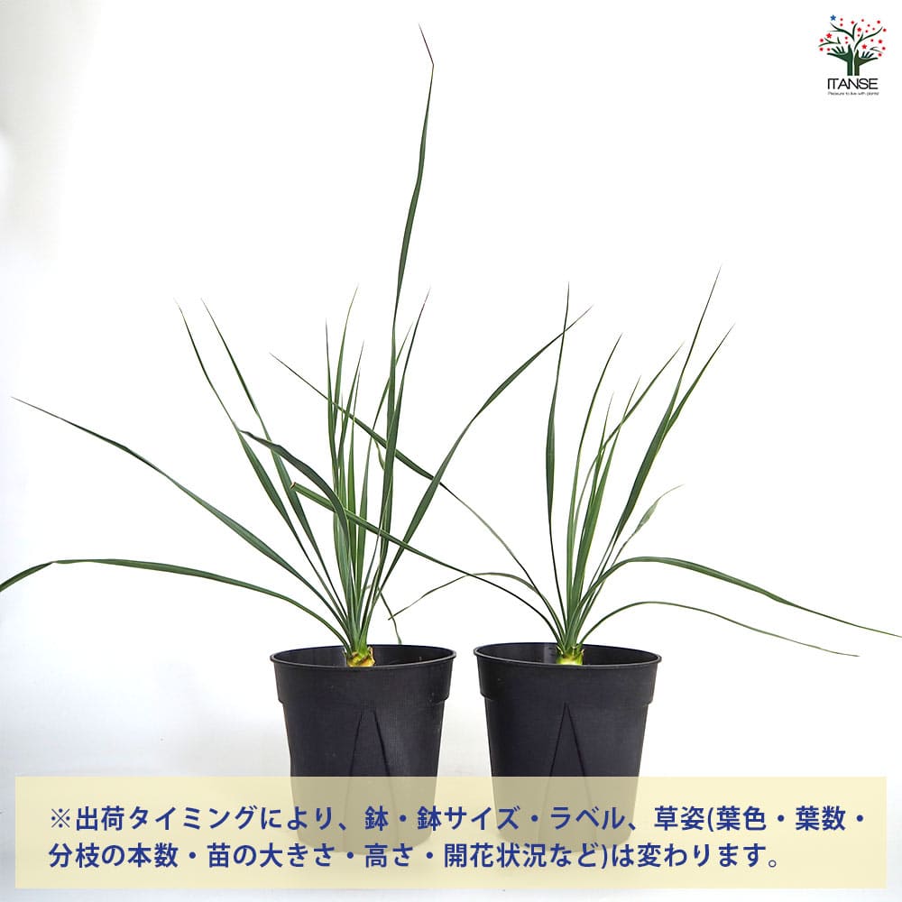 ひ*ん様 ユッカロストラータサファイアスカイズ3株セット ひ*ん様 ユッカロストラータサファイアスカイズ3株セット