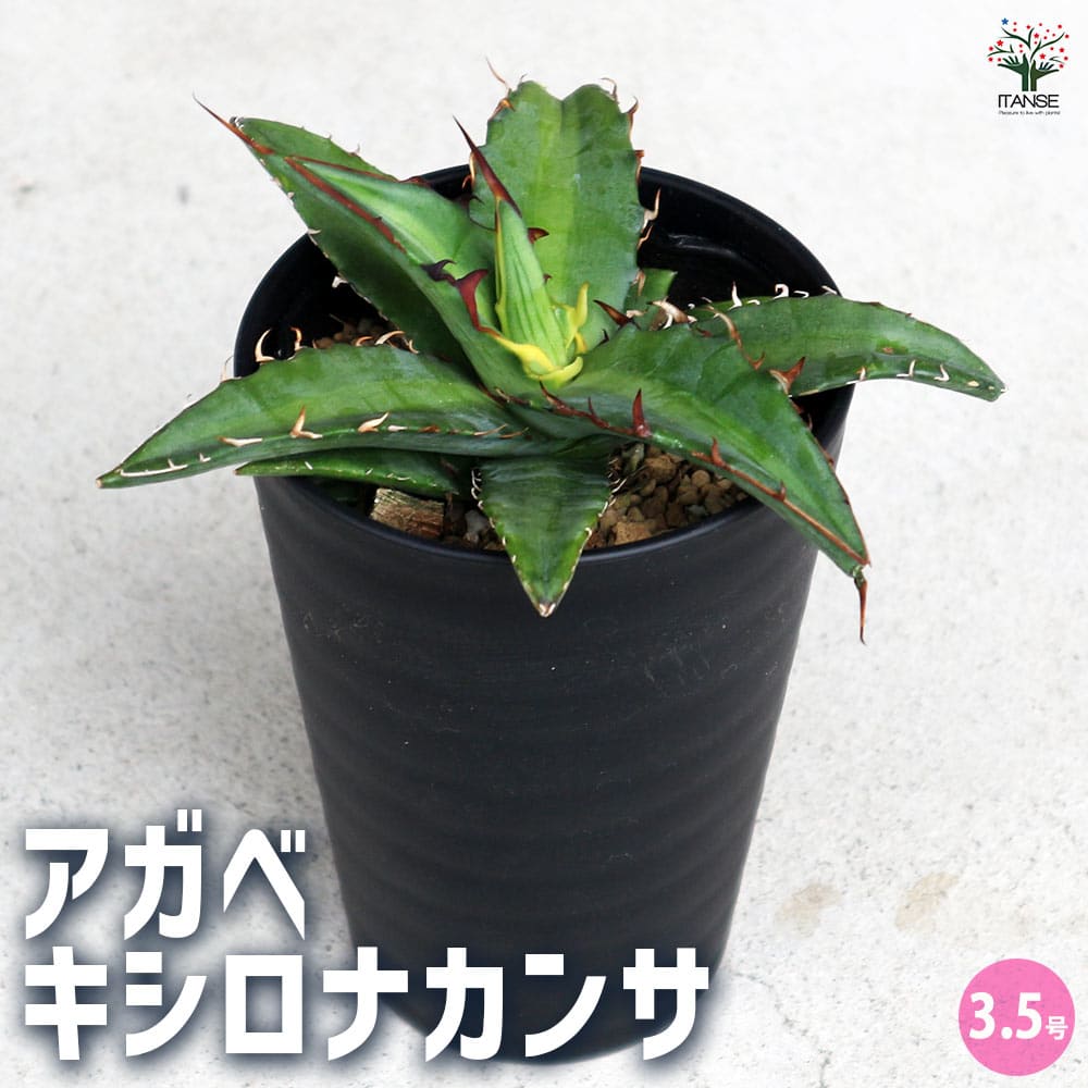 アガベ キシロナカンサ 【多肉植物 3.5号／1個売り】｜ 【植物の