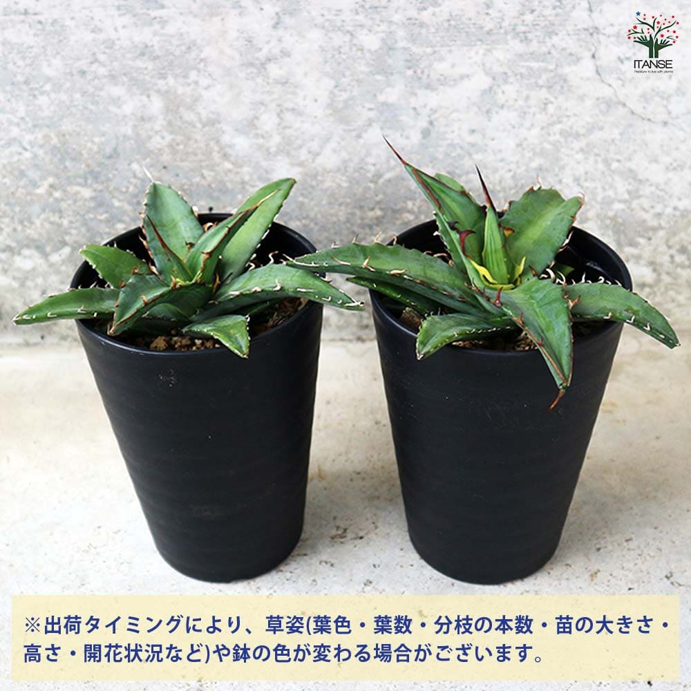 アガベ キシロナカンサ 【多肉植物 3.5号／1個売り】｜ 【植物の