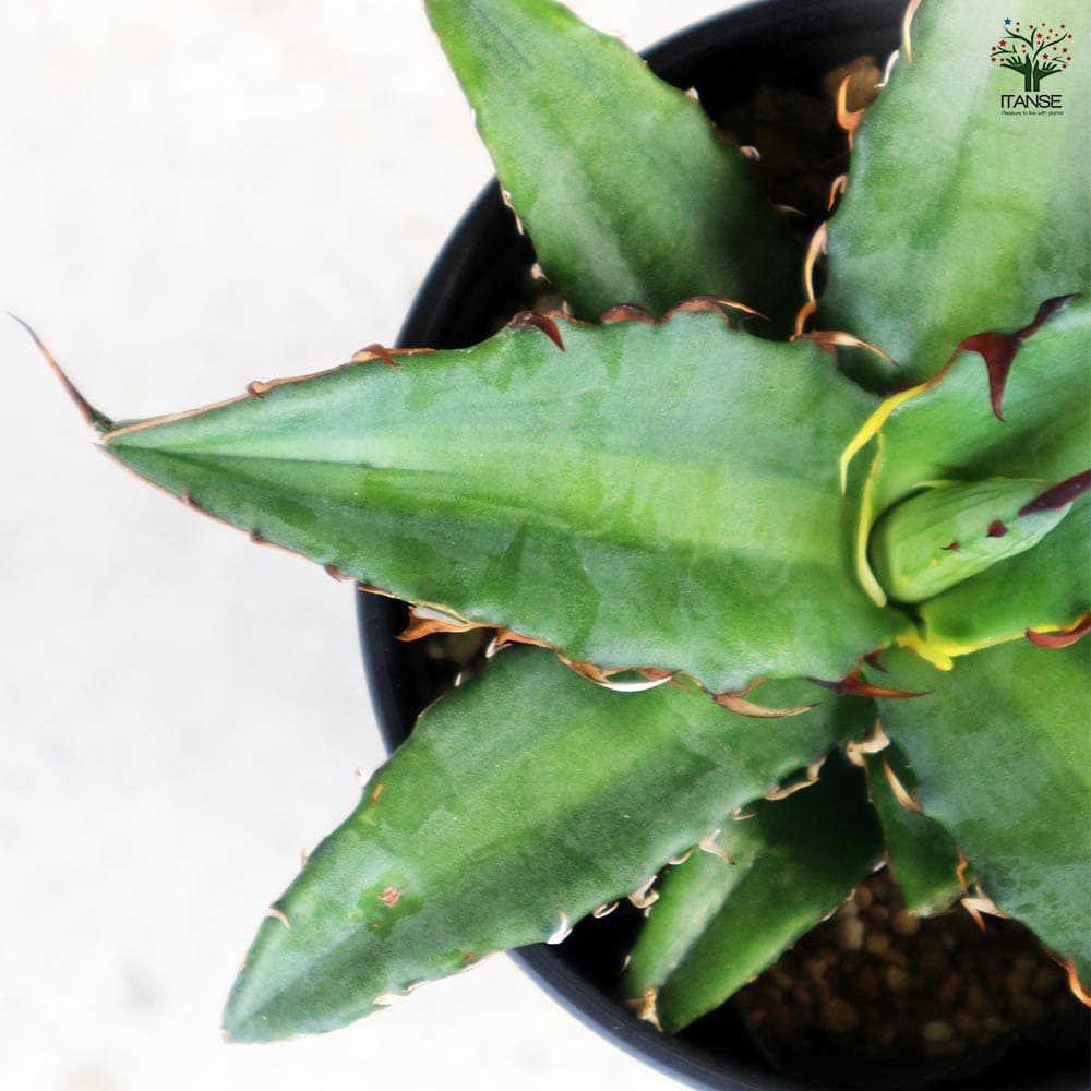 アガベ キシロナカンサ 【多肉植物 3.5号／1個売り】｜ 【植物の