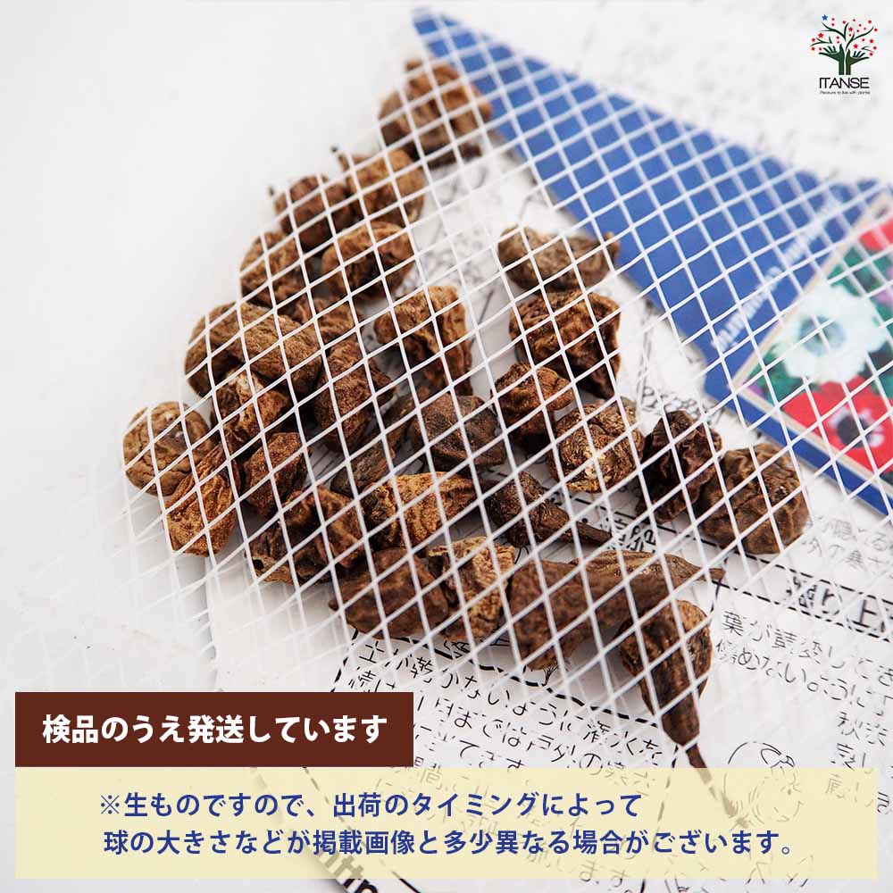 アネモネ デカン 混合 【花球根 30ML】｜ 【植物のITANSE】全品