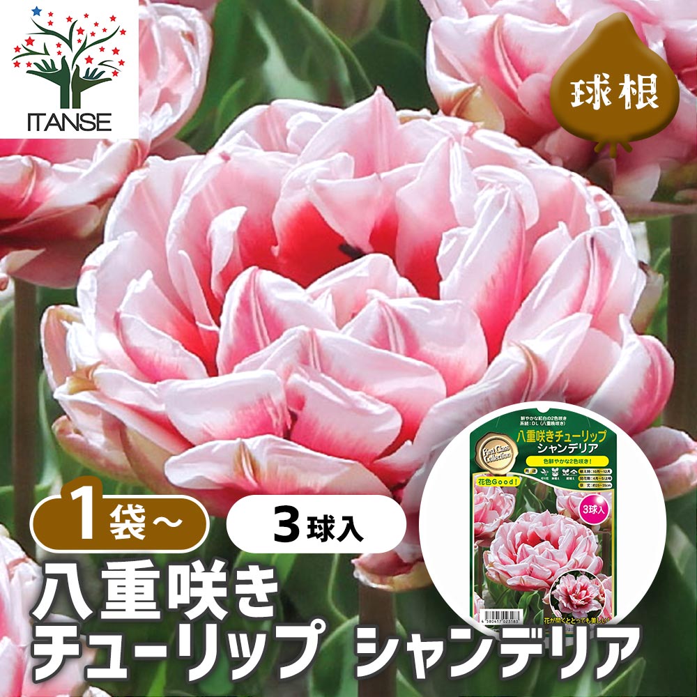 八重咲きチューリップ シャンデリア