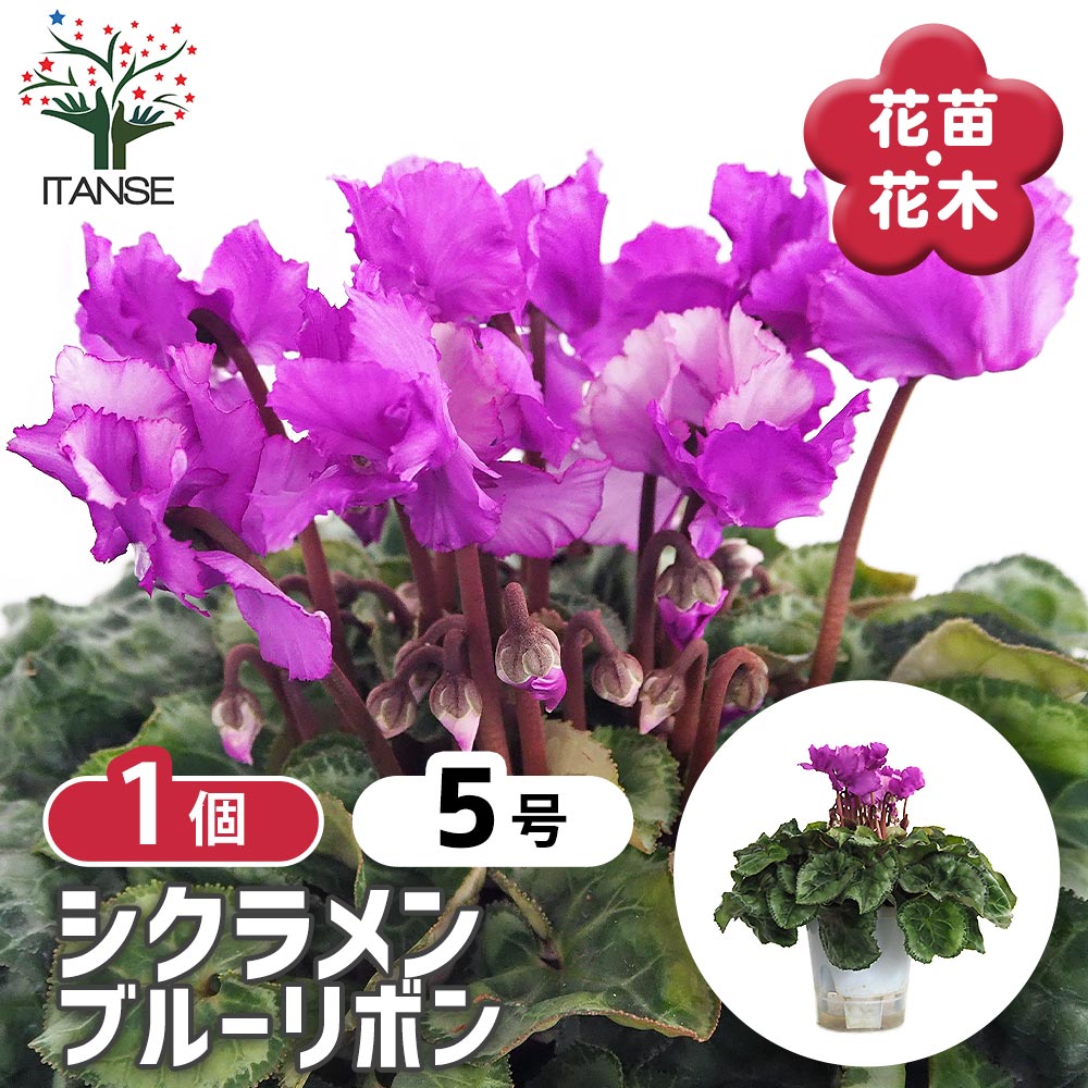 シクラメン ブルーリボン