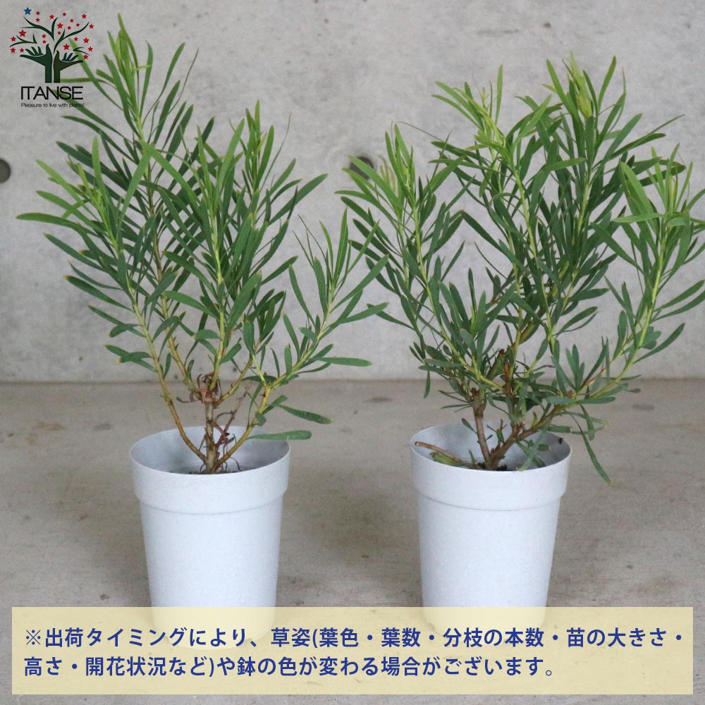 リューコスペルマム 【庭木 4号鉢／1個売り】｜ 【植物の