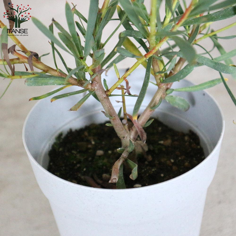 リューコスペルマム 【庭木 4号鉢／1個売り】｜ 【植物の