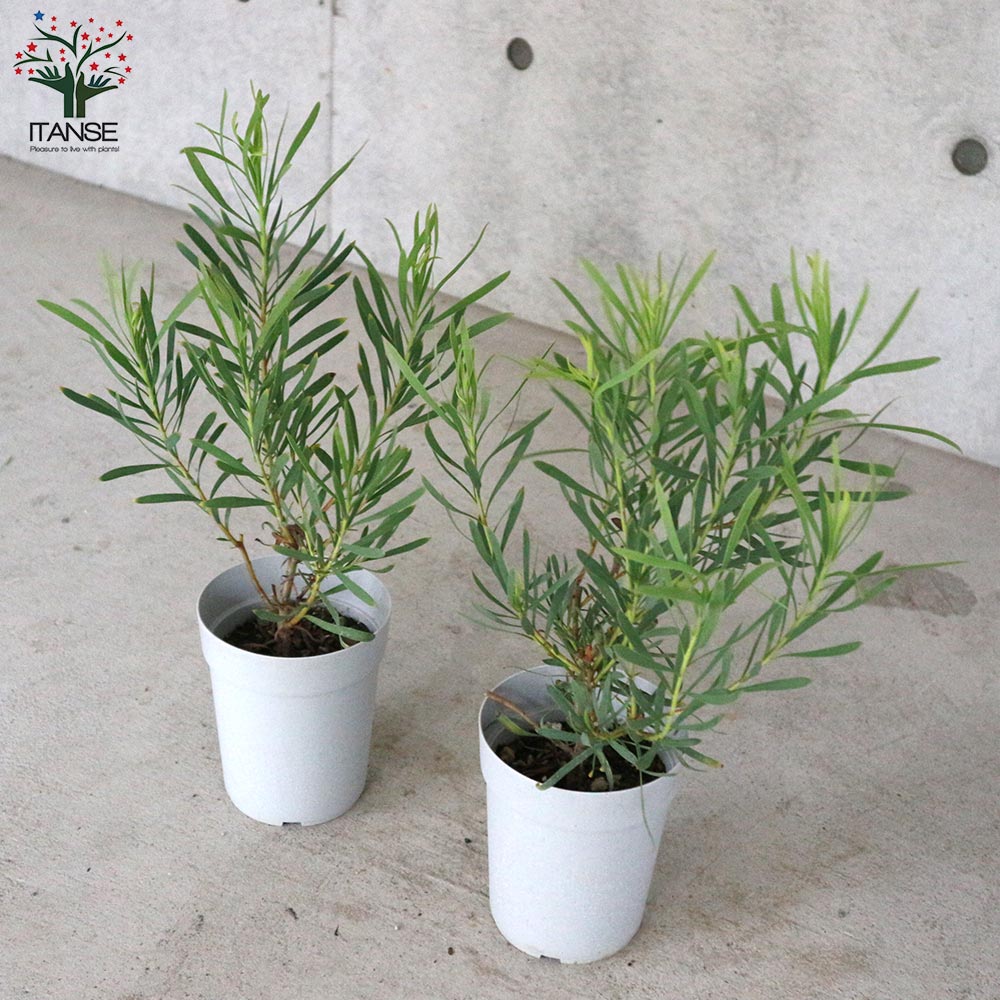 リューコスペルマム 【庭木 4号鉢／1個売り】｜ 【植物の