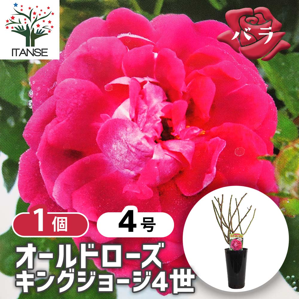 薔薇 キングジョージ4世 接木苗【花苗 4号／1個売り】｜ 【植物の