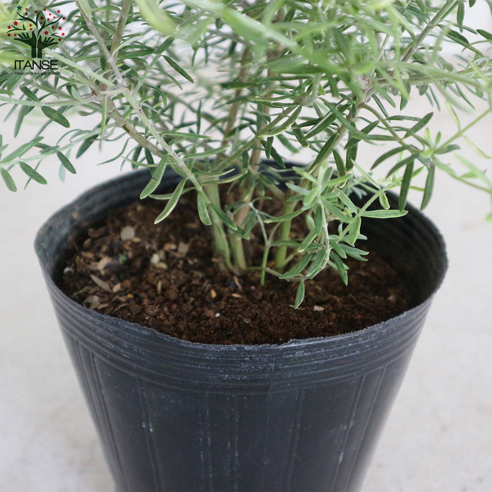 ウエストリンギア・モーニングライト【庭木 5号鉢／1個売り】｜ 【植物