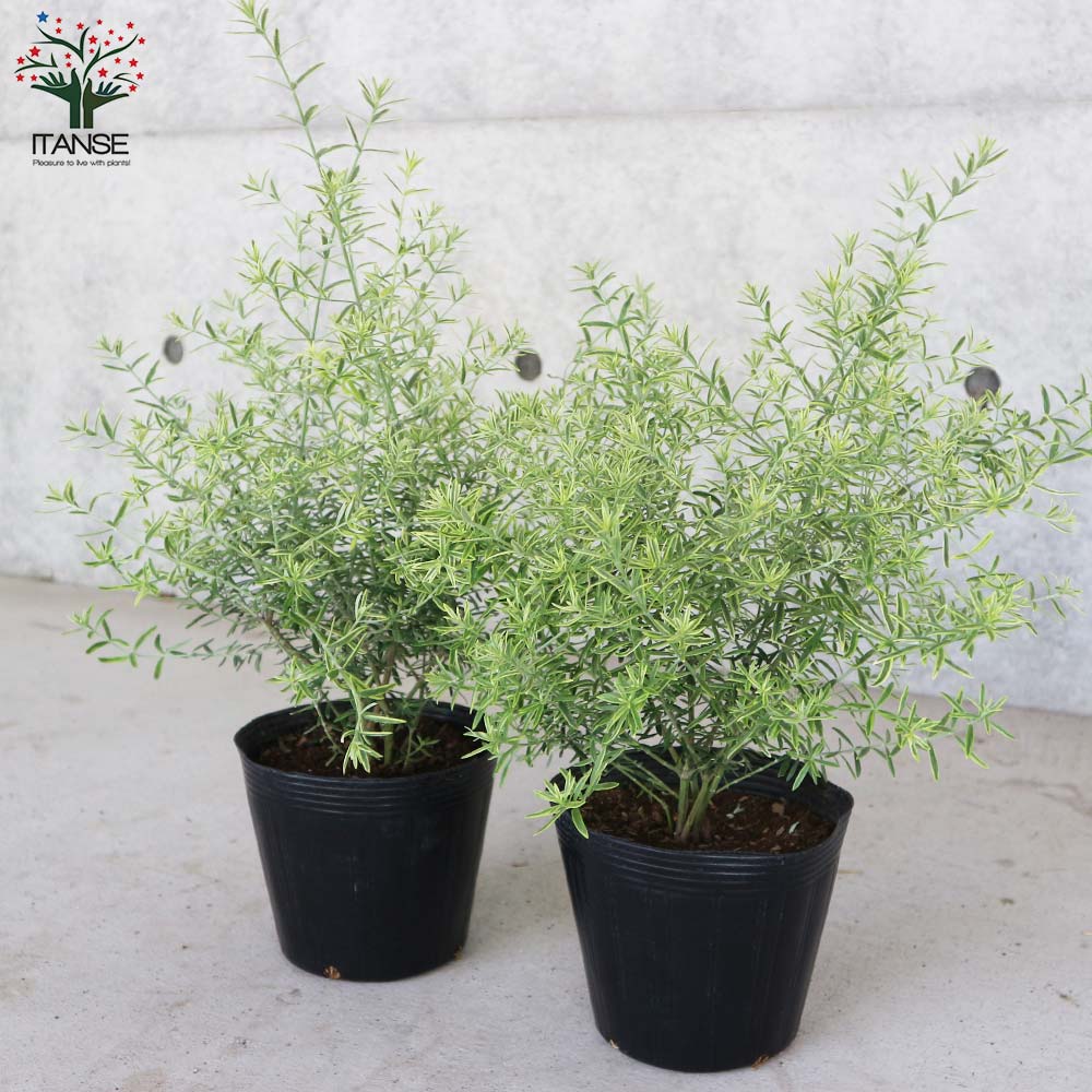 ウエストリンギア・モーニングライト【庭木 5号鉢／1個売り】｜ 【植物