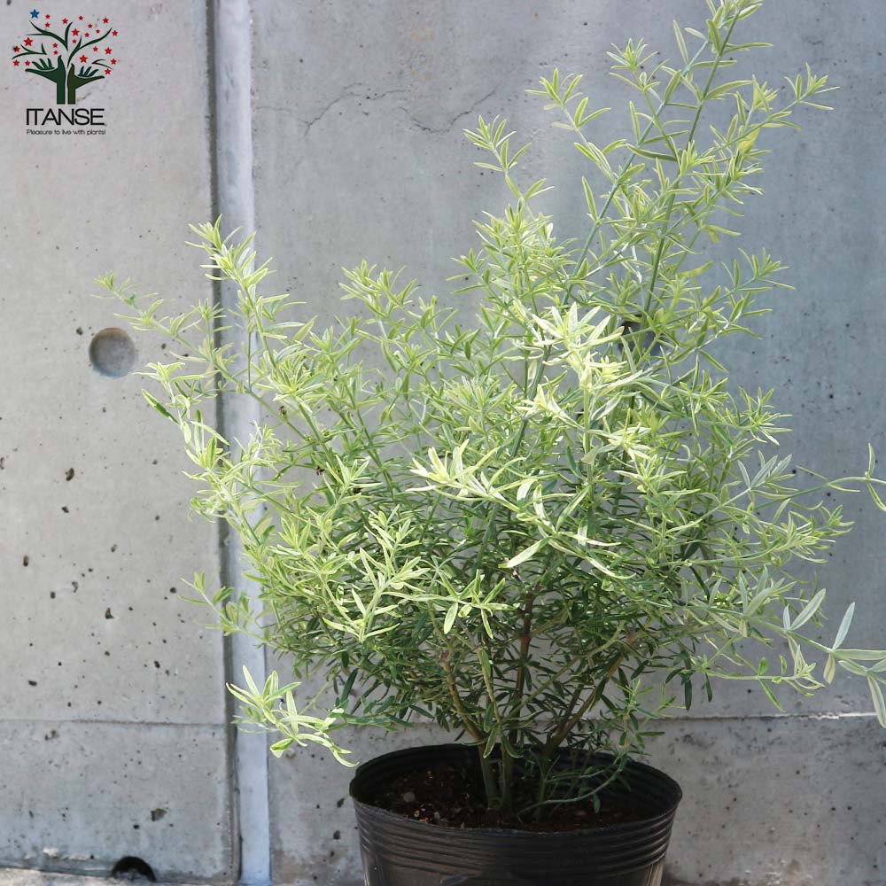 ウエストリンギア・モーニングライト【庭木 5号鉢／1個売り】｜ 【植物