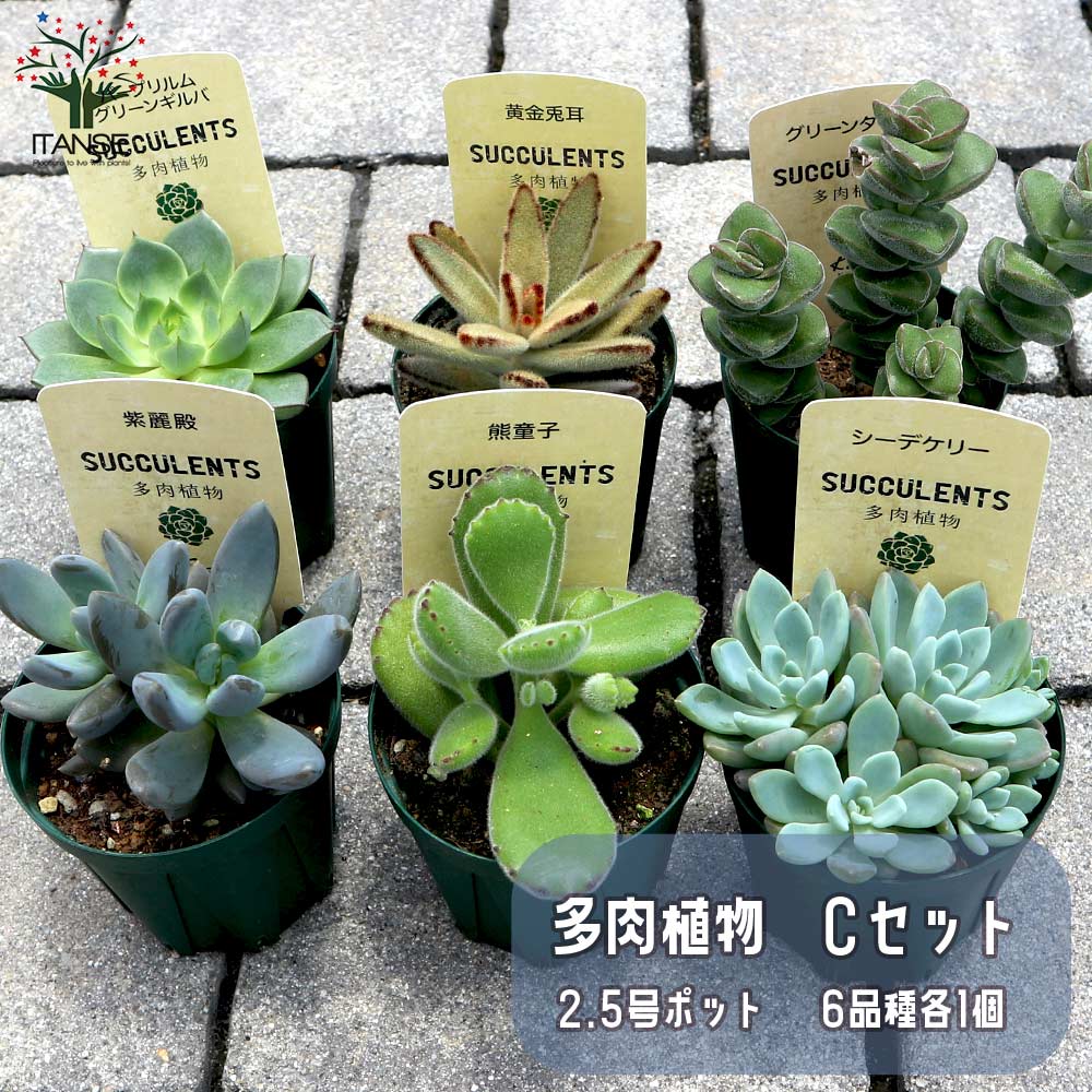 多肉植物のオルゴナイト 3点セット【グリーンカラーCタイプ】 多肉植物のオルゴナイト 3点セット【グリーンカラーCタイプ】