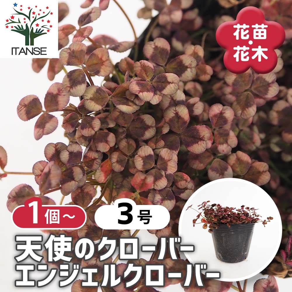 天使のクローバー エンジェルクローバー 【花苗 3号】｜ 【植物の