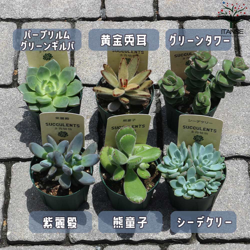 Cセット 6品種各1個 合計6個セット【セット内容：パープリルム