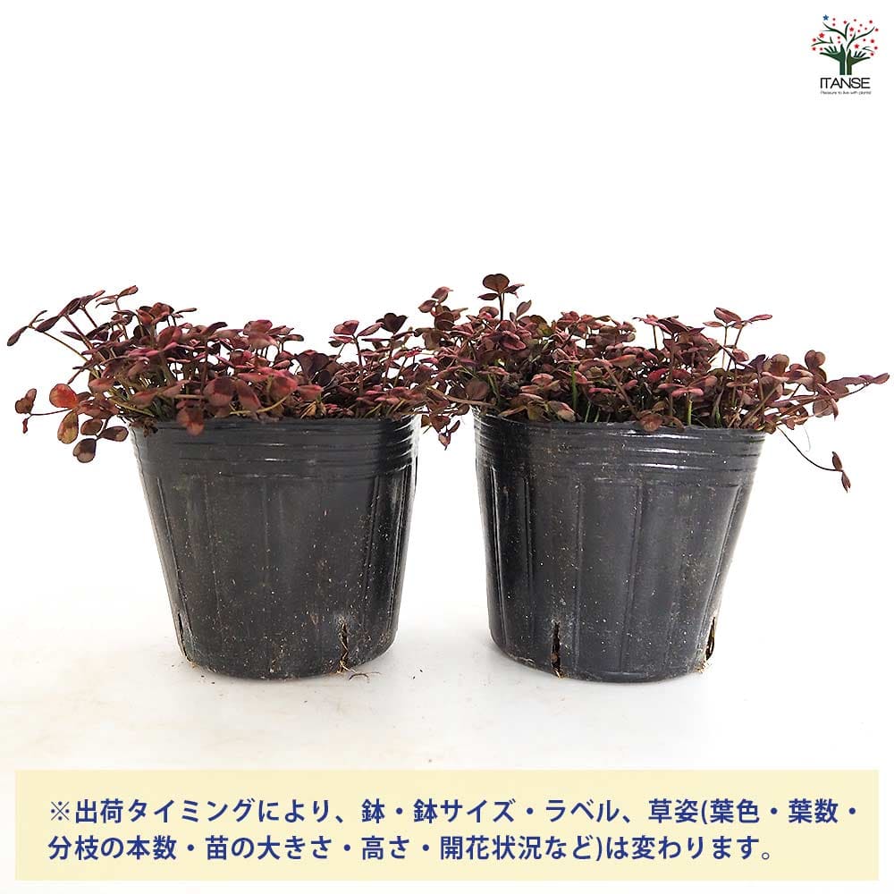 天使のクローバー エンジェルクローバー 【花苗 3号】｜ 【植物の