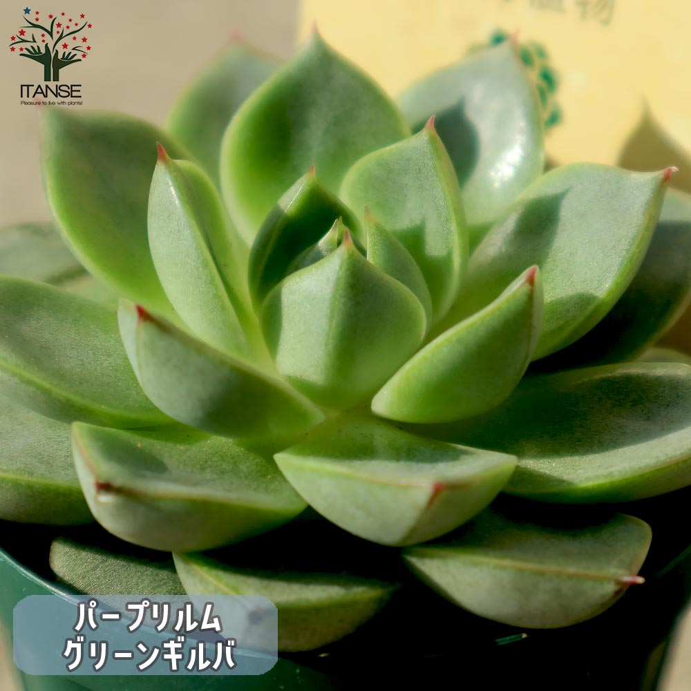 多肉植物 紫と緑のグラデーション*4 セダム属 多肉植物 紫と緑のグラデーション 葉 - メルカリ