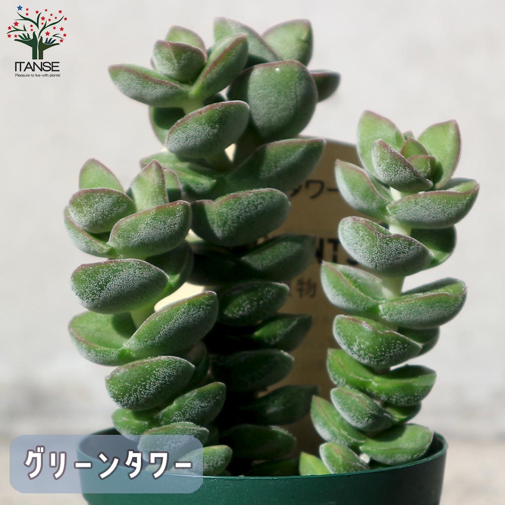 多肉植物 中型鉢植え 緑と紫の葉*3 楽天市場】（多肉植物）おまかせ多肉植物 2号（3鉢） : charm