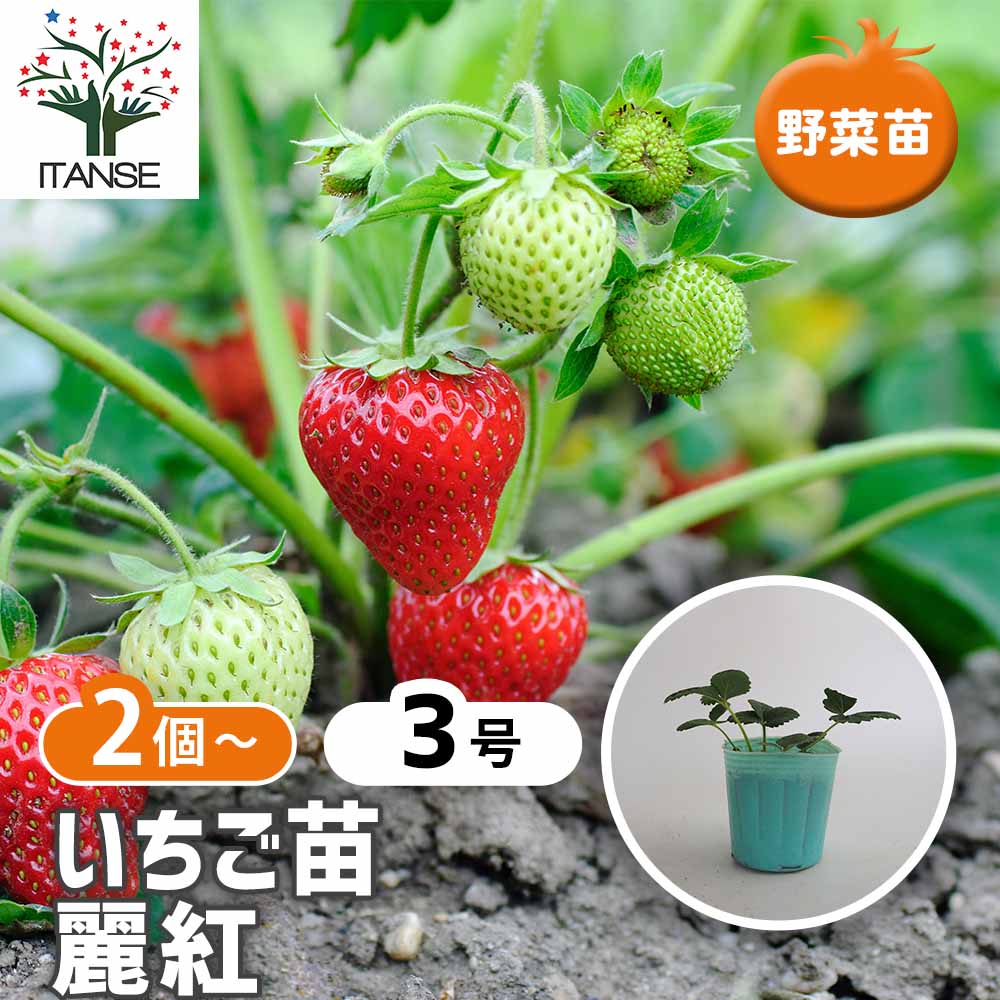 いちごの苗 麗紅2個～ 【野菜の苗 3号】｜ 【植物のITANSE】全品