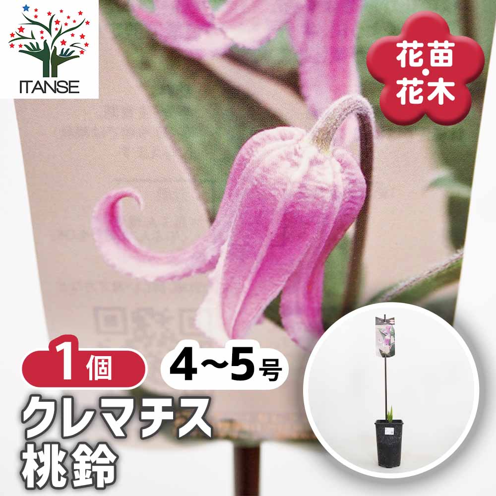 クレマチス 桃鈴 【花苗 4号／1個売り】｜ 【植物のITANSE】全品