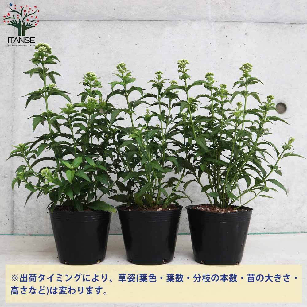藤袴(フジバカマ) 花色：白色 多年草【花苗 4号ポット／1個売り
