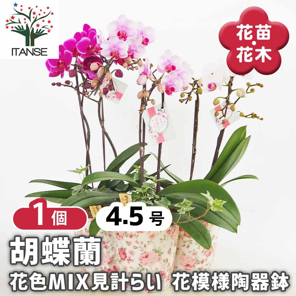 胡蝶蘭 MIX 花模様陶器鉢 【花苗 4.5号／1個売り】｜ 【植物の