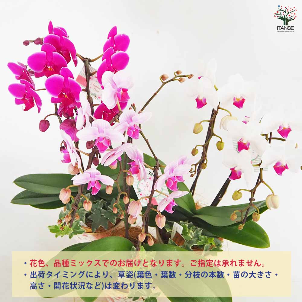 胡蝶蘭 MIX 花模様陶器鉢 【花苗 4.5号／1個売り】｜ 【植物の