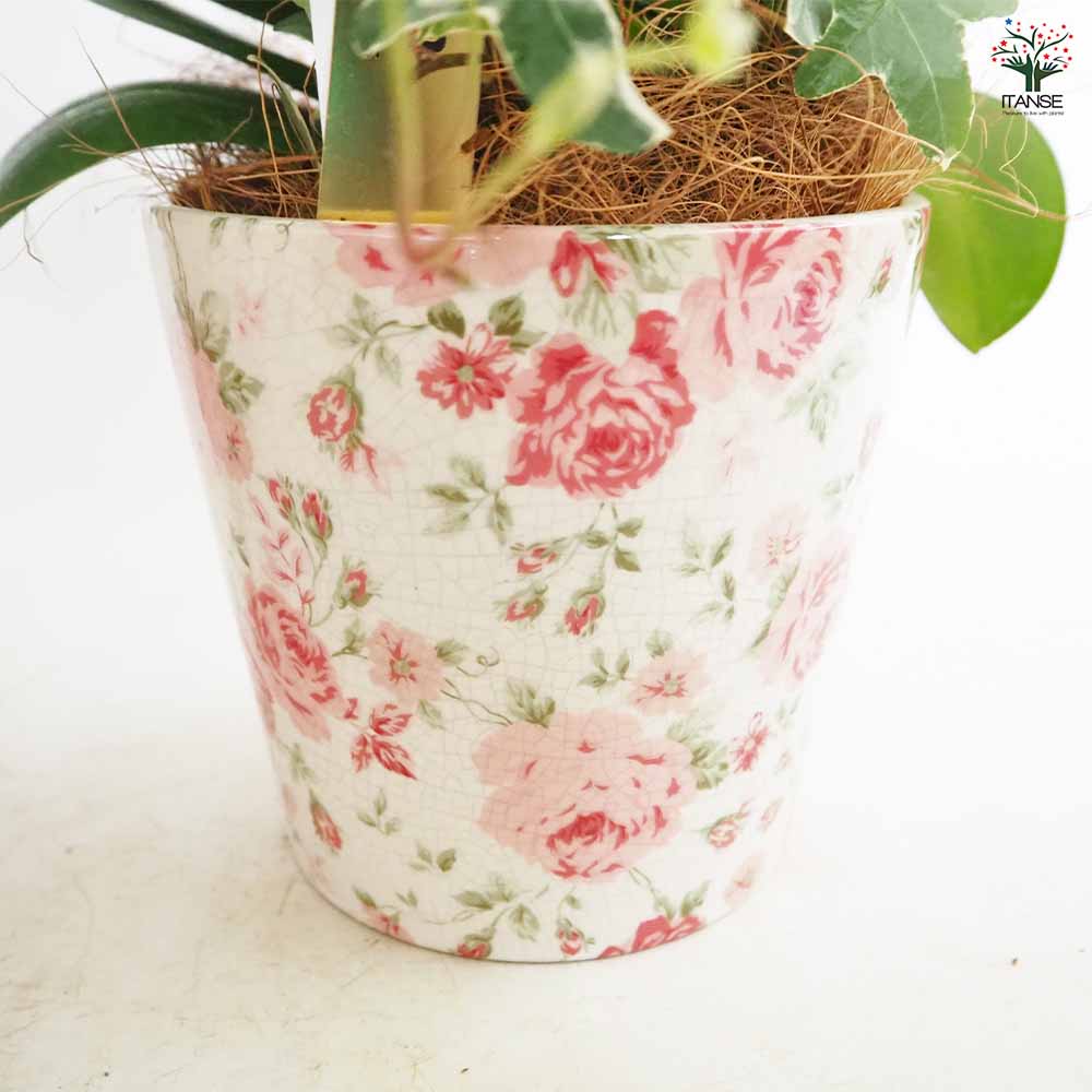 陶器の花模様鉢 胡蝶蘭 MIX 花模様陶器鉢 【花苗 4.5号／1個売り】｜ 【植物の