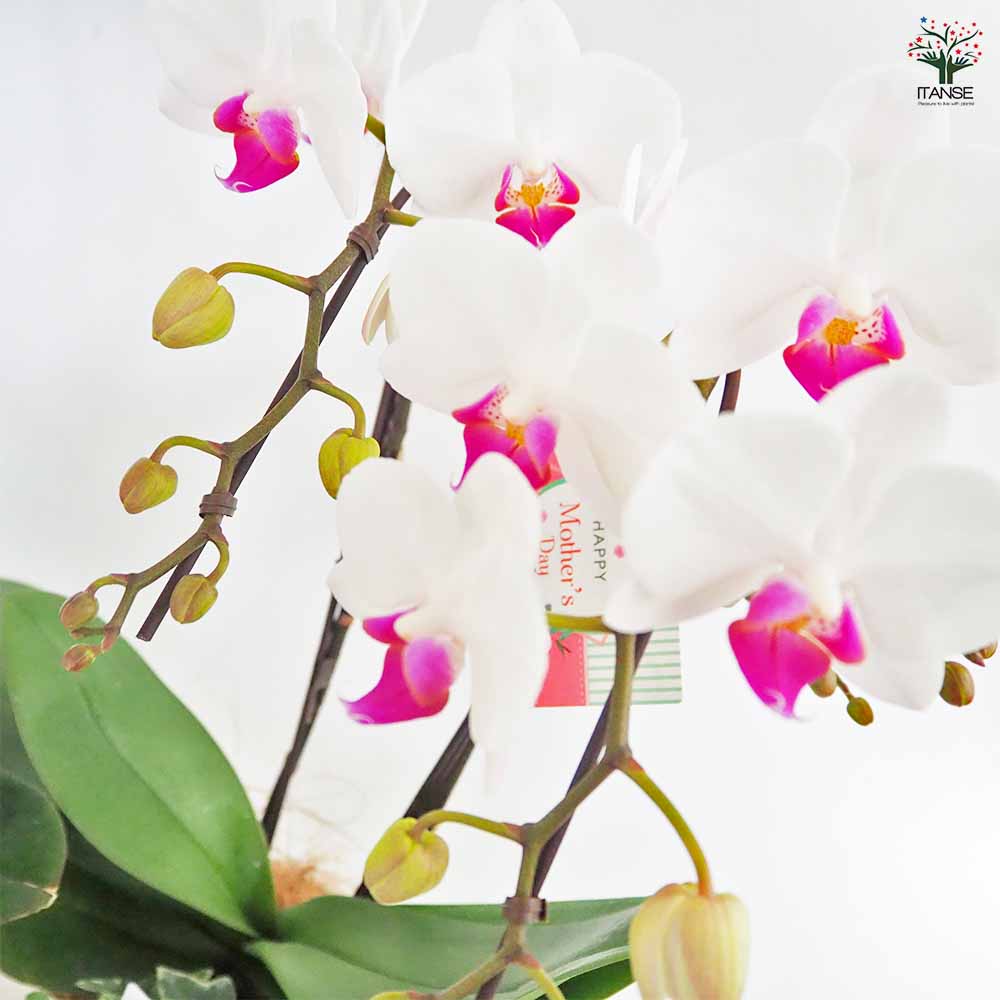 胡蝶蘭の鉢花（多色） 胡蝶蘭 MIX 花模様陶器鉢 【花苗 4.5号／1個売り】｜ 【植物の